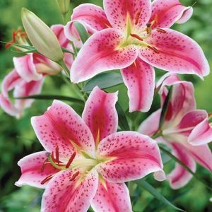 Meet your Posher, Miriam